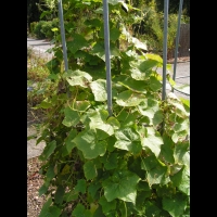 Concombre grimpant, Echinocystis lobata (fam Cucurbitacees) (Am. du nord) (1)